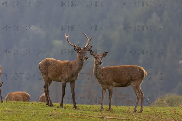 One young Red Deer buck (Cervus elaphus) and doe standing on a green meadow. A dark forest in the background