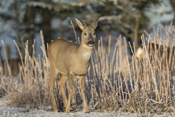 Roe deer standing in hoar frosted dead stinging nettle at minus 15 °C at sunrise. Trees and dead stinging nettle in background