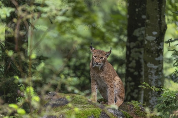 One adult Eurasian lynx, (Lynx lynx), sitting in a forest on mossy rocks
