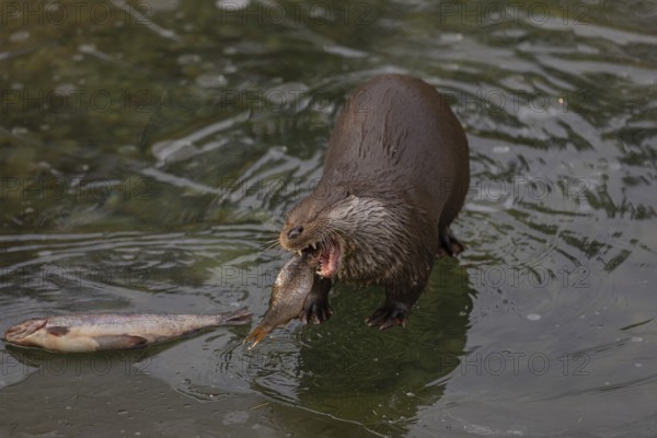 One Eurasian otter (Lutra lutra), standing on the ice of a frozen river, feeding on a fish