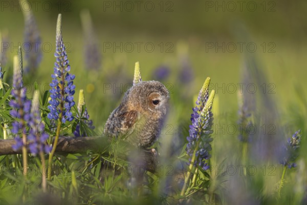 One young Ural owl (Strix uralensis) sitting on a branch lying in a field of flowering lupines in late evening light