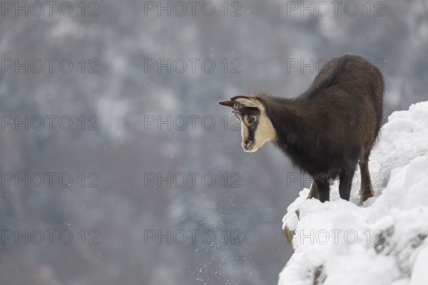 One chamois (Rupicapra rupicapra) standing on snow covered rocks, with distant forest in the background