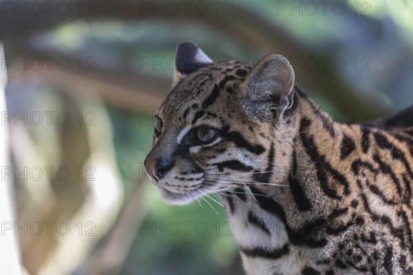 One Ozelot, Leopardus pardalis, side portrait with green vegetation in the background