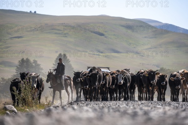 Shepherds driving a herd of cows on a road, gravel track, Tian Shan, Sky Mountains, Kyrgyzstan, Asia