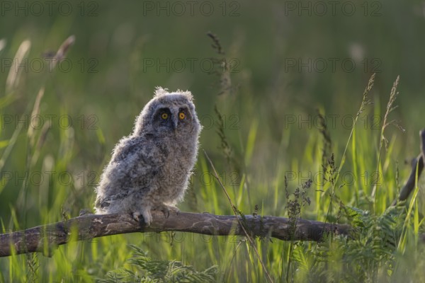 One young long-eared owl (Asio otus), sitting on a branch that is lying in a meadow. Green vegetation in the background. Backlit scene