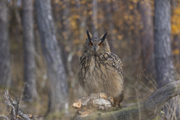 One Eurasian Eagle Owl, Bubo bubo, sitting on a root of a dead tree. A forest in fall foliage in the background