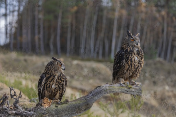 Two Eurasian Eagle Owls, Bubo bubo, sitting side by side on a root of a dead tree. A forest in the background