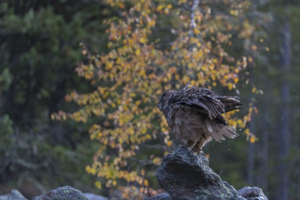 One Eurasian Eagle Owl, Bubo bubo, sitting on grey rocks, a birch tree in autumnal colors in the background. Early morning light