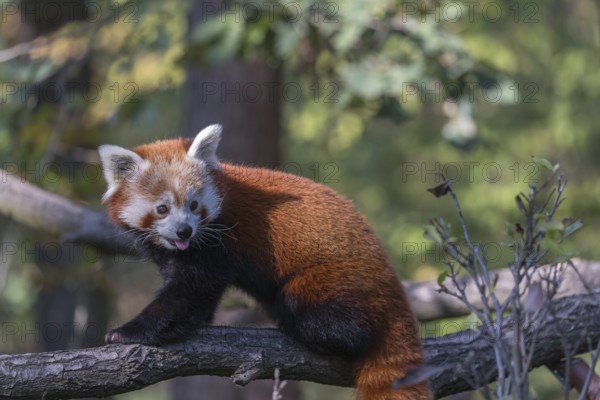 One red panda, Ailurus fulgens, walking on a branch high in a tree on a sunny day