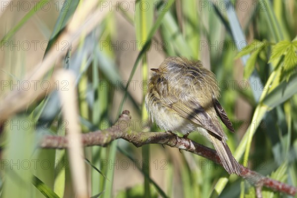 Chiffchaff or willow warbler (Phylloscopus collybita), sleeping animal in the biotope, Flusslandschaft Peenetal nature park Park, Mecklenburg-Western Pomerania, Germany, Europe