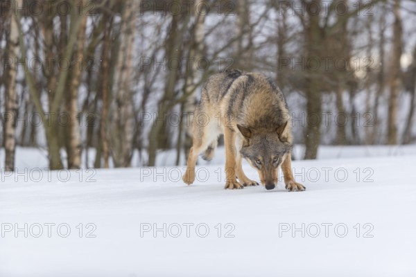 One male eurasian gray wolf (Canis lupus lupus) walking thru deep snow with a forest in the background