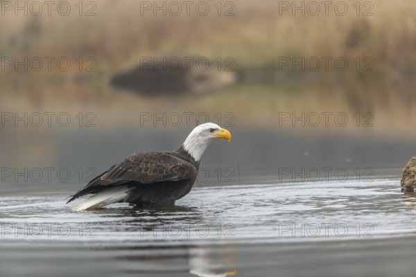 One Bald Eagle, Haliaeetus leucocephalus, standing in the shallow water ashore a small pond on a foggy cold autumn day