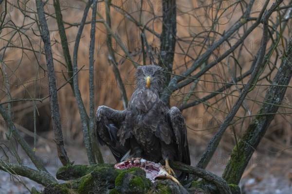 One white-tailed eagle (Haliaeetus albicilla) sitting on a small hammock feeding on a common carp. Fall foliage in late light in the background