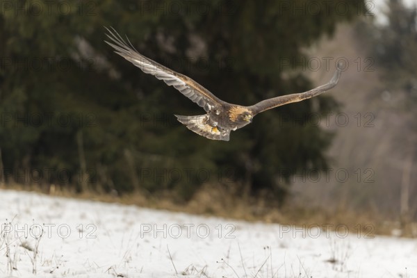 One golden eagle (Aquila chrysaetos) flying over a snowy meadow. A forest in the background. Carries a GPS Transmitter on it's back