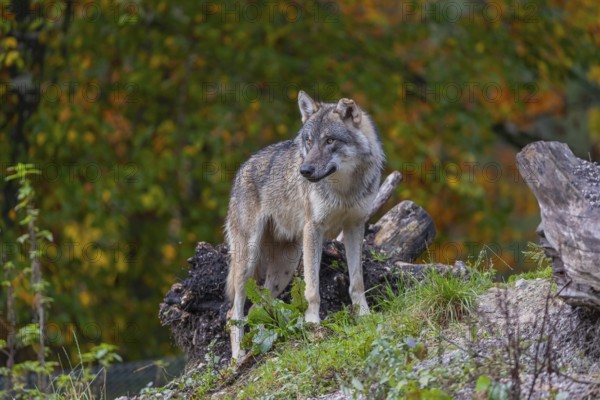 One eurasian gray wolf (Canis lupus lupus) standing between logs on a hill with a forest in fall colours in the background