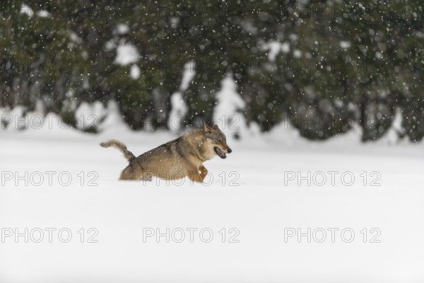One male eurasian gray wolf (Canis lupus lupus) running thru deep snow during snow fall. A forest in the background