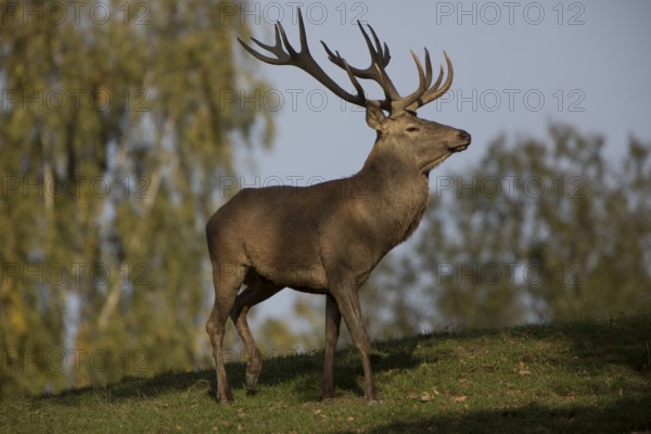 Red Deer stag at the rutting season. Sky in background