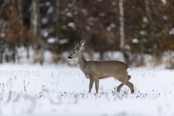 One young male Roe Deer, Roe buck (Capreolus capreolus), walking over a snowy meadow. Trees in the background