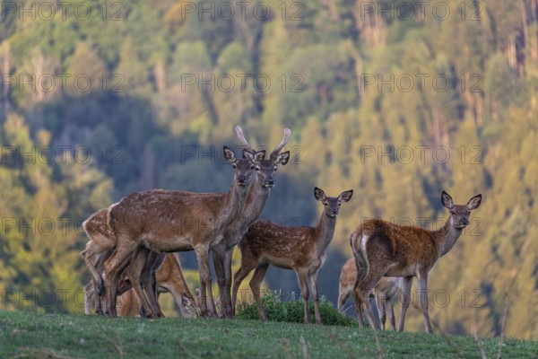 A herd of red deer (Cervus elaphus) standing on a meadow, with a forest in the distant background