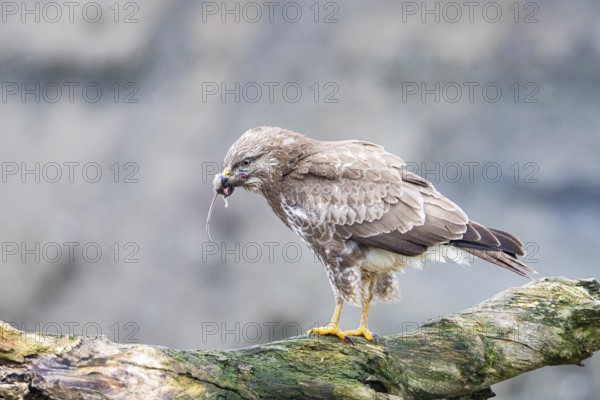 Common buzzard (Buteo buteo) Germany