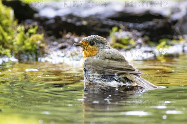European robin (Erithacus rubecula) bathing Germany