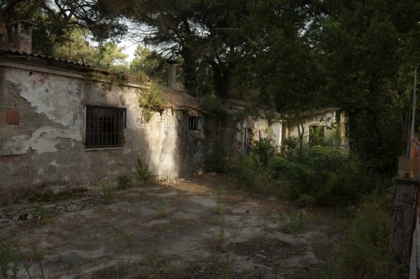 Ruined house in a pine forest near Ravenna, Italy, Europe
