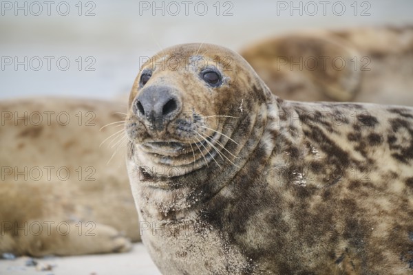 Grey seal (Halichoerus grypus), portrait, on the beach, Düne, Helgoland, Schleswig-Holstein, Germany, Europe