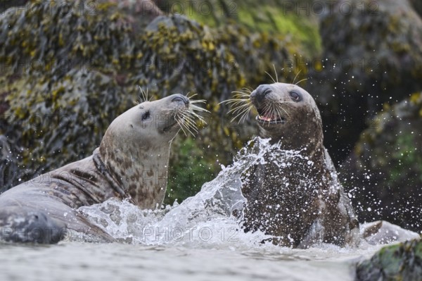Grey seal (Halichoerus grypus) playing with each other in the water, sea, Düne, Helgoland, Schleswig-Holstein, Germany, Europe