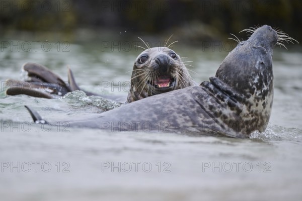 Grey seal (Halichoerus grypus) playing with each other in the water, sea, Düne, Helgoland, Schleswig-Holstein, Germany, Europe
