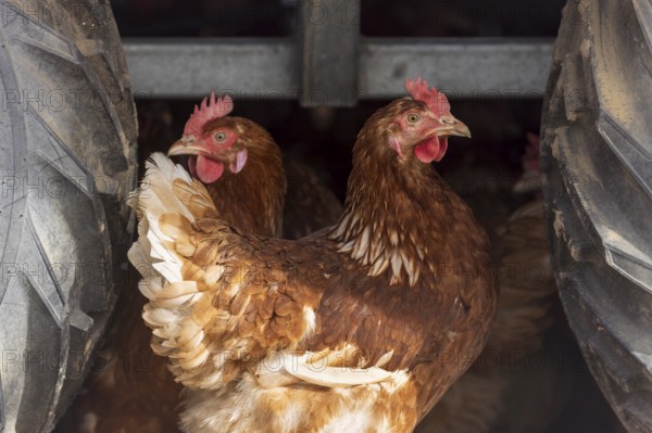 Two chickens between large tractor tyres, domestic chicken, Rhineland-Palatinate, Germany, Europe
