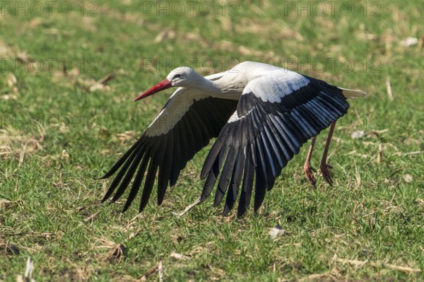 A stork glides just above the grass with spread wings, white stork (Ciconia ciconia), wildlife, Germany, Europe