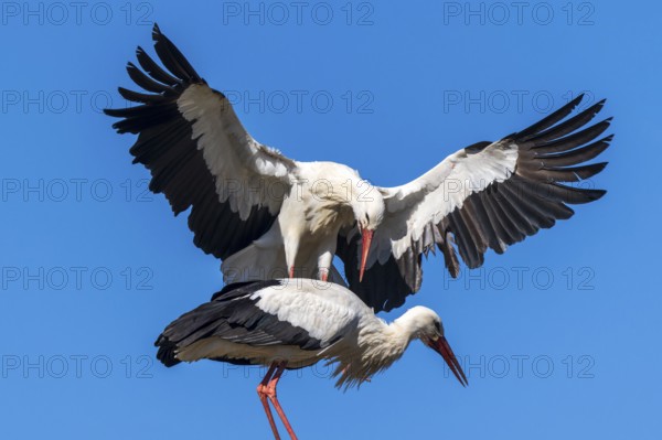 A stork flies powerfully towards another in a mating ritual, white stork (Ciconia ciconia), wildlife, Germany, Europe