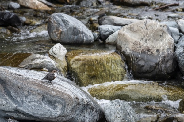 White-throated Dipper (Cinclus cinclus), Tyrol, Austria, Europe