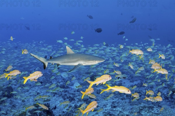 Grey reef shark (Carcharhinus amblyrhynchos) hunting in a shoal of large schooling barbs (Mulloidichthys vanicolensis), South Pass Biosphere Reserve Fakarava Atoll, Tuamotu Archipelago, French Polynesia, South Pacific, Pacific Ocean, Oceania