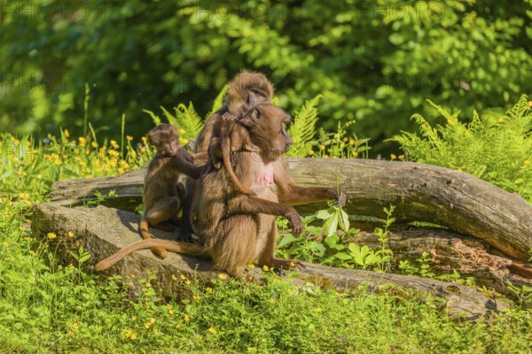 Two Gelada females (Theropithecus gelada) sit with their babies on tree stumps in the flowering river vegetation