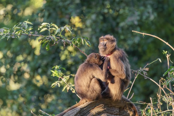 Two female Gelada (Theropithecus gelada), or bleeding-heart monkey sit in beautiful light on a tree trunk lying in green vegetation and groom each other