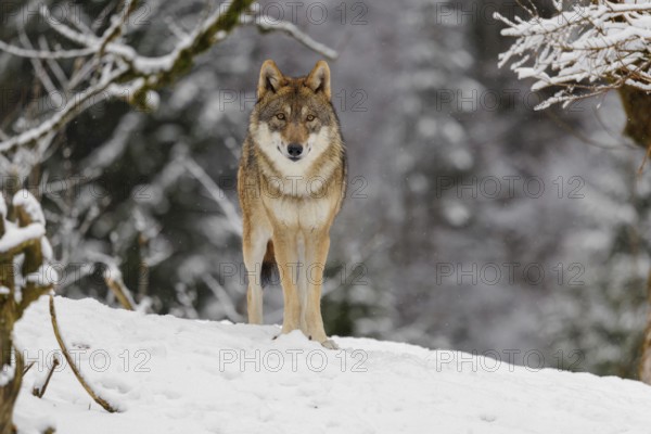 An adult female grey wolf (Canis lupus lupus) stands on a sloping, snow-covered meadow on a cold, cloudy day. A forest can be seen in the background