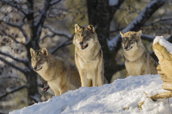 Three grey wolves (Canis lupus lupus) stand on a snow-covered hill behind a fallen tree on a cold, sunny day. A forest can be seen in the background