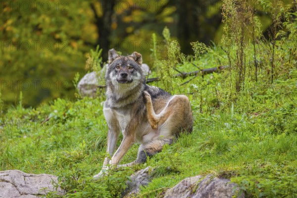 An adult male eurasian gray wolf (Canis lupus lupus) sits on a green meadow on hilly terrain, grooming himself