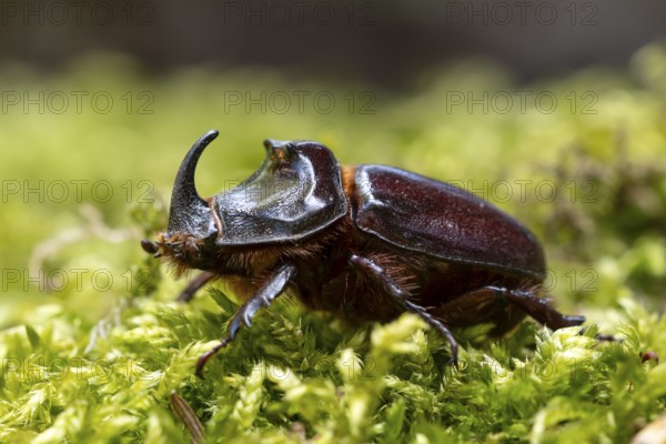 Rhinoceros beetle (Oryctes nasicornis), male, Oberhausen, Ruhr area, North Rhine-Westphalia, Germany, Europe