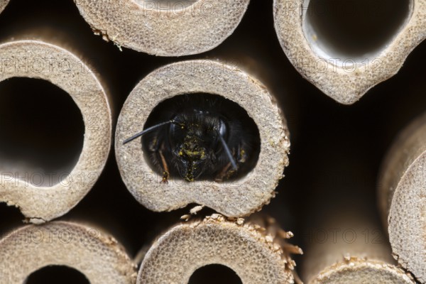 Horned mason bee (Osmia cornuta), looking out of its nesting tube, insect hotel, Oberhausen, Ruhr area, North Rhine-Westphalia, Germany, Europe