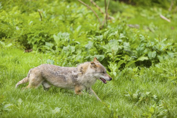 One eurasian gray wolf (Canis lupus lupus) runs over a green meadow in an open forest