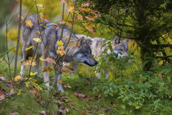 One eurasian gray wolf (Canis lupus lupus) stands on a hill, observing the area. A forest in fall colours in the background