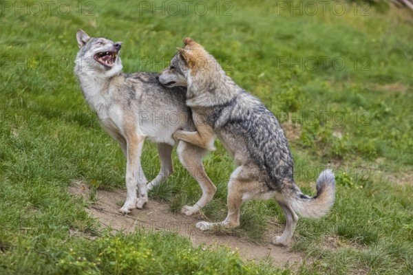 Two adult male eurasian gray wolves (Canis lupus lupus), social behaviour, dominance