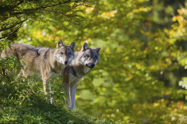 Two eurasian gray wolves (Canis lupus lupus) stand on a hill, observing the area. A forest in fall colours in the background