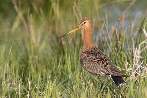 Black-tailed godwit (Limosa limosa), Ochsenmoor, Dümmer, Lemförde, Lower Saxony, Germany, Europe