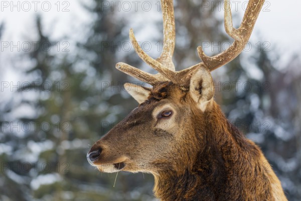 Portrait of a Wapiti stag, Cervus canadensis. A forest in the background