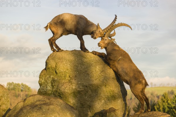 Two male ibex (Capra ibex) playing on a rock in the last light of the day