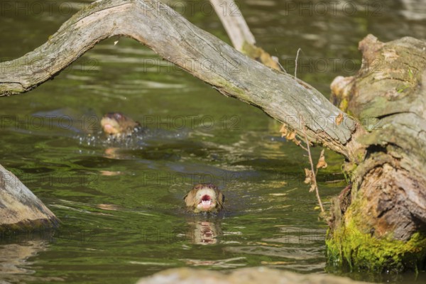Two giant otters or giant river otters (Pteronura brasiliensis) swimming in a small river under the branch of a dead tree