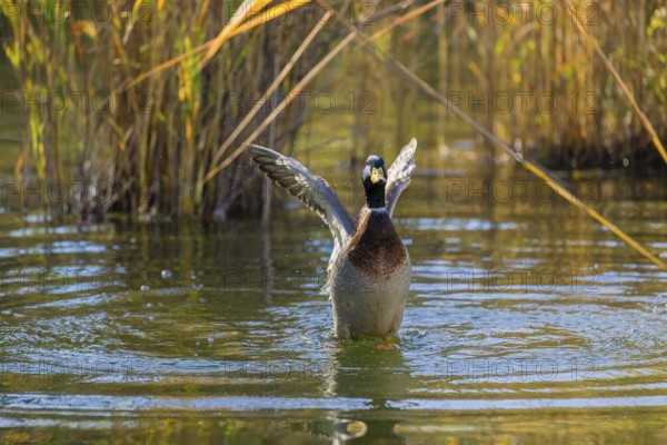 A male mallard or wild duck (Anas platyrhynchos) bathes in a pond, flapping its wings
